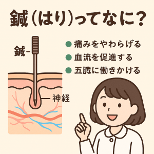 鍼（はり）ってなに？・痛みをやわらげる・血行を促進する・五臓に働きかける