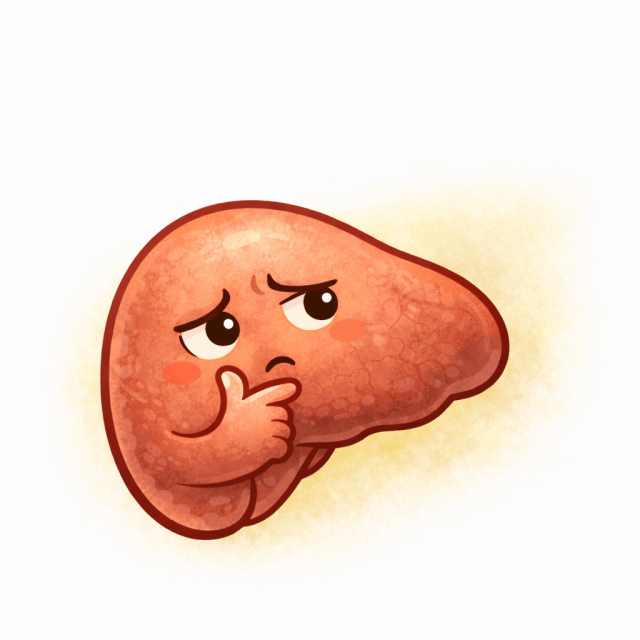 東洋医学の脾のイラスト